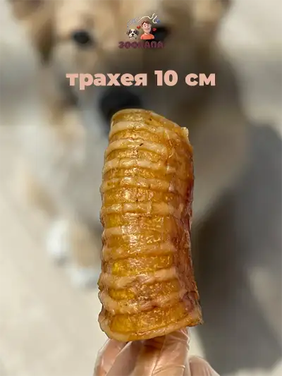 Зоопапа лакомство для собак всех пород цельная сушеная говяжья трахея 10 см 1 кг