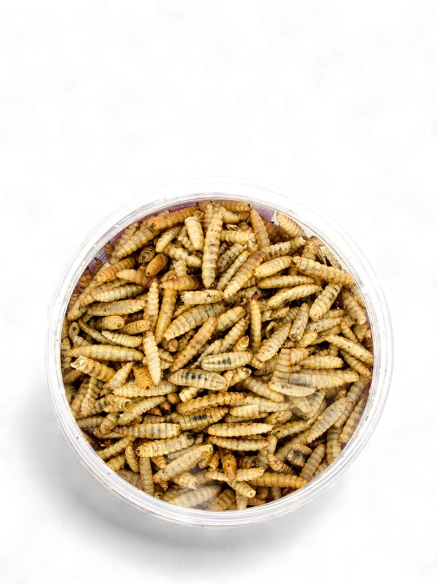 AQUA CRYSTAL личинки черной львинки банка 250 мл 35 г